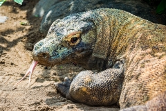 Bali Bird Park - Komodo dragoon