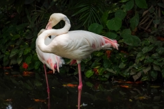 Bali Bird Park