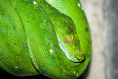Bali Reptile Park