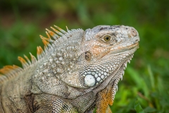 Bali Reptile Park