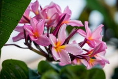 Frangipani