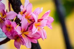 Frangipani