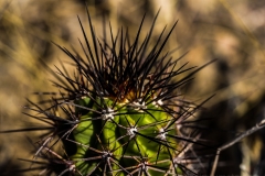 20150529-P5290236-USA2015