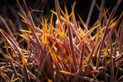 20150610-P6100117-USA2015